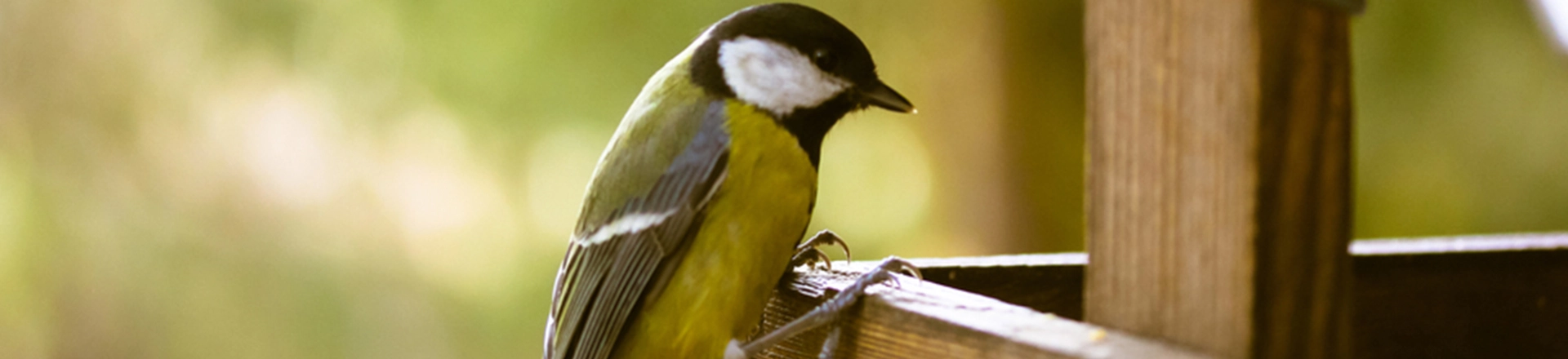 Vogels in de tuin