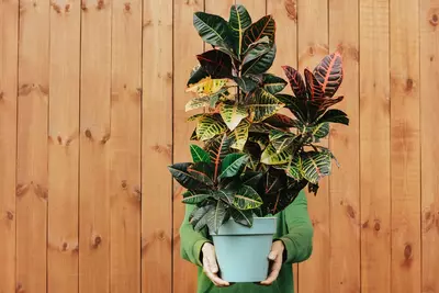 Croton: Woonplant van de Maand oktober 2020