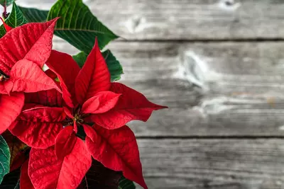 Dé kerststerren van ons tuincentrum voor binnen en buiten