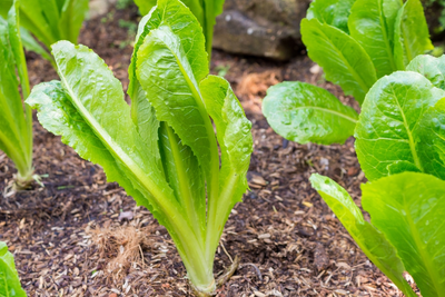 De makkelijkste moestuinplanten voor groentjes