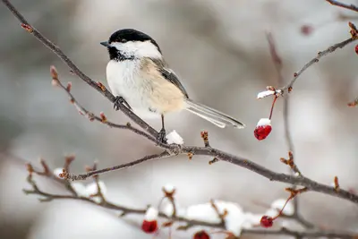 Een lekkere tuin voor vogels, egels en meer... Zo creëer je 'm!