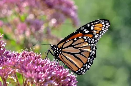 Haal vlinders en libellen naar je tuin