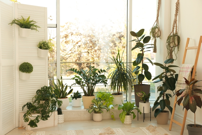 Kerstboom eruit, kamerplant erin!