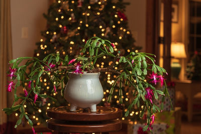 Kerstboom? Ga voor een kerstplánt: hippe kerstproof kamerplanten!