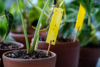 Rouwvliegjes in je planten? Hier is wat je kunt doen!