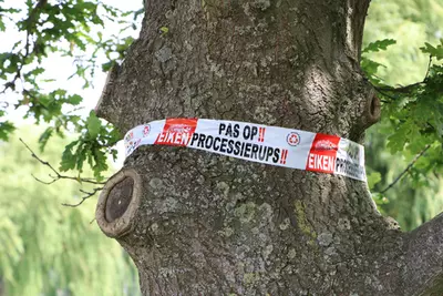 Tips en info over de eikenprocessierups