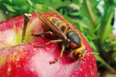 Toptips tegen muggen en wespen