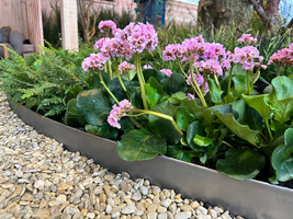 Bodembedekkers | Tuincentrum De Schouw